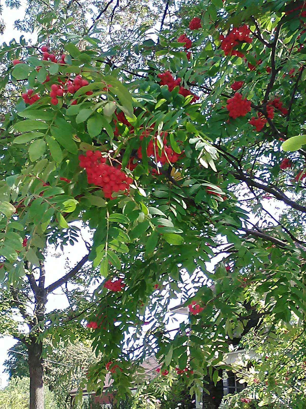 Talking Forest – Imbolc Fieldnotes