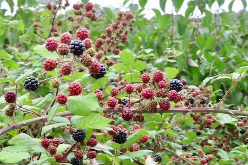 Hostpapa Web Photo, Blackberries