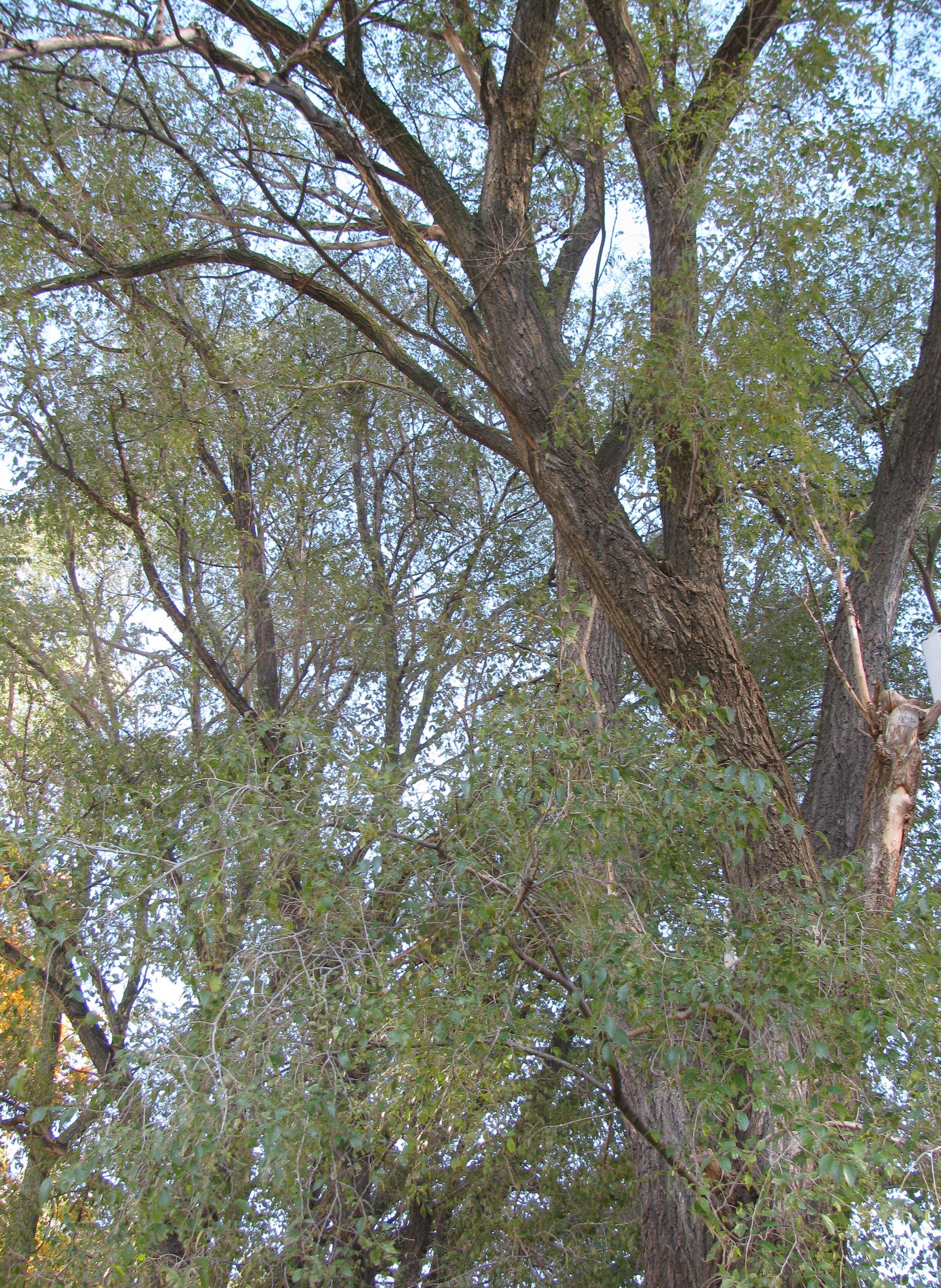 Poplar Tree photo Kay Broome, 2023